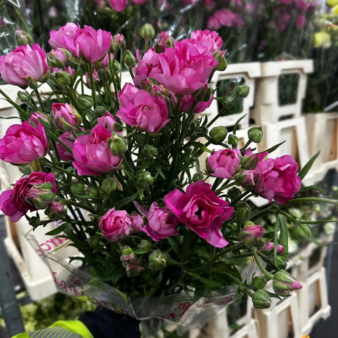 VE Bloemenhandel nstagram feed media