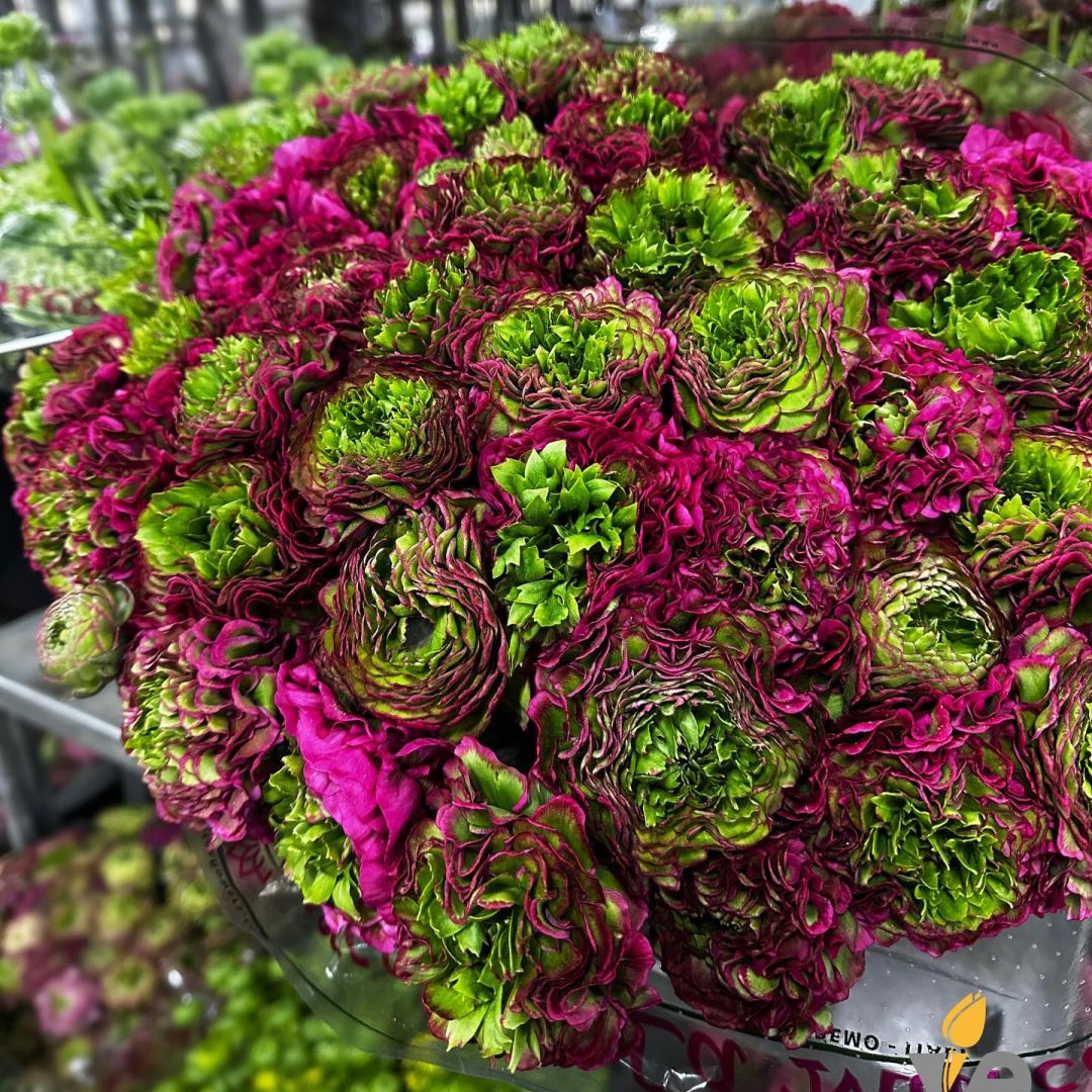 VE Bloemenhandel nstagram feed media