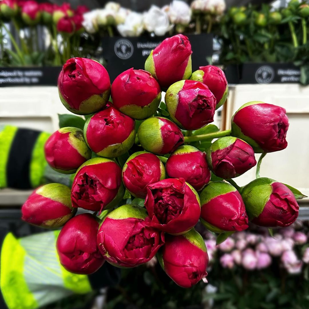 VE Bloemenhandel nstagram feed media